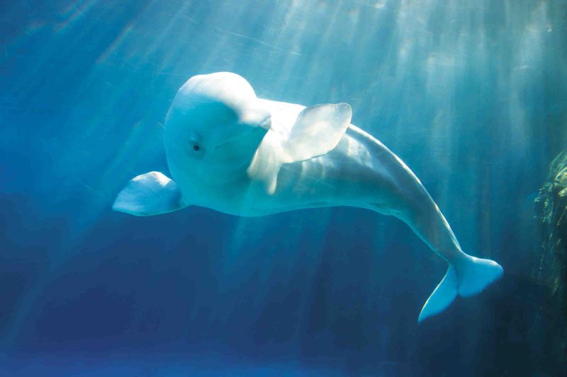 Baby Beluga