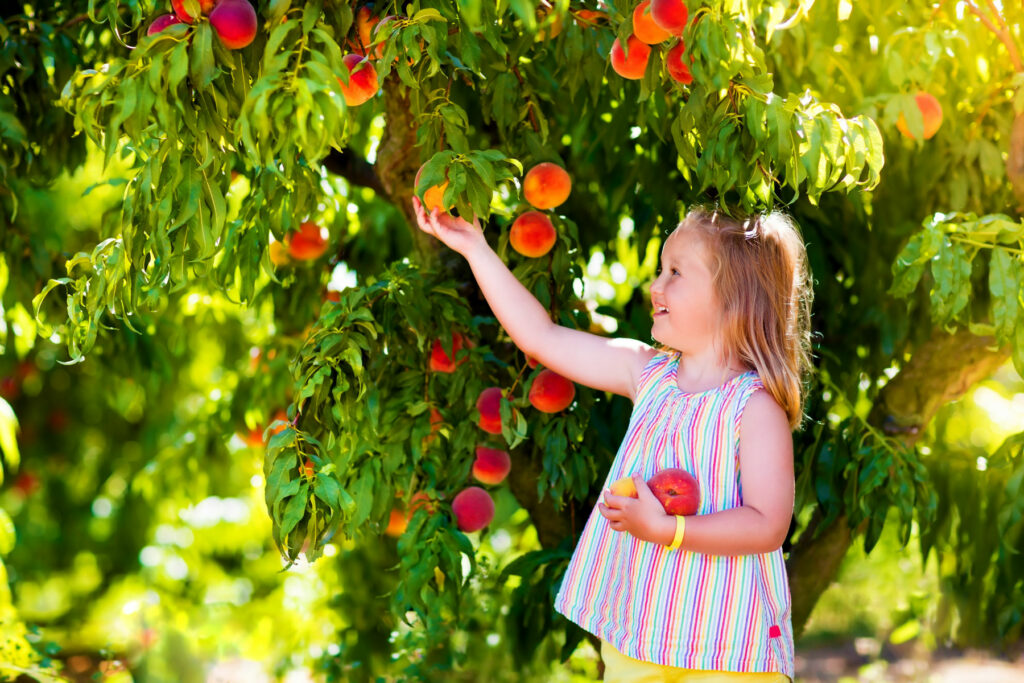 Child picking and eating peach from fruit tree