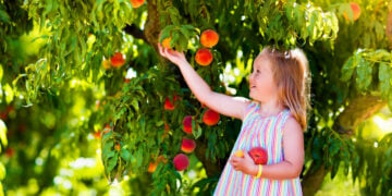 Child picking and eating peach from fruit tree