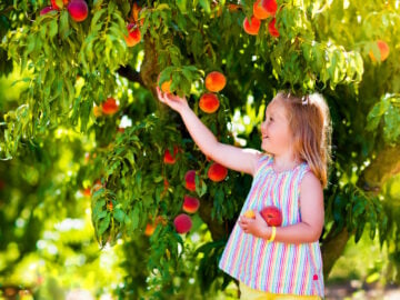 Child picking and eating peach from fruit tree