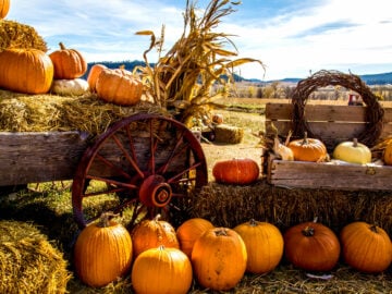 Pumpkin Farms Niagara