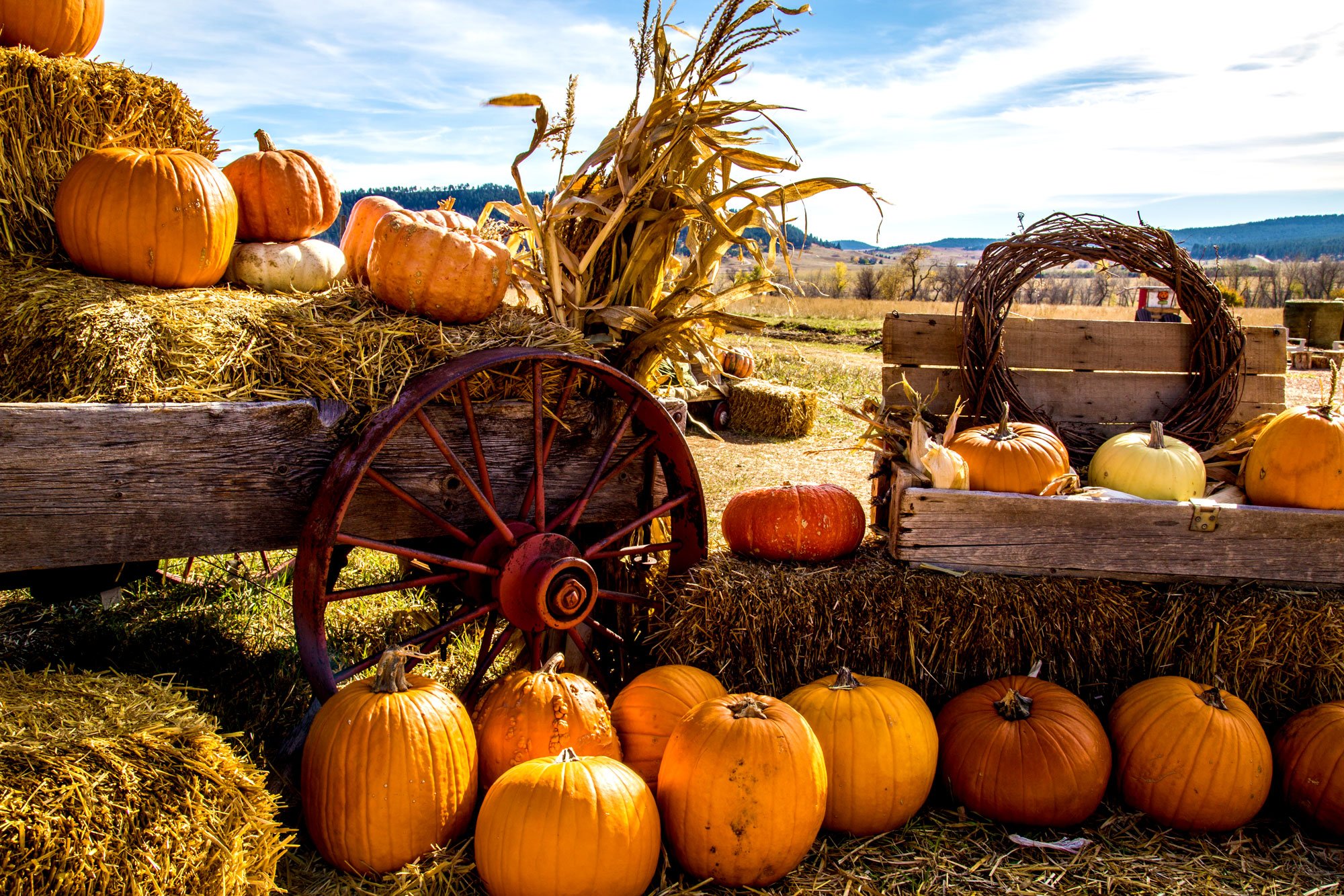 Pumpkin Farms Niagara