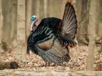 Turkey on the loose