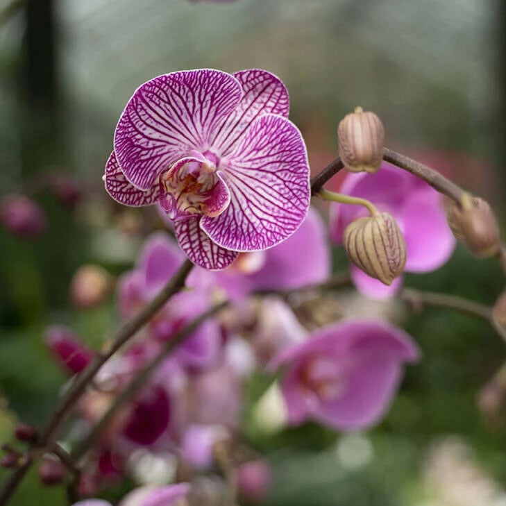 Orchid Display