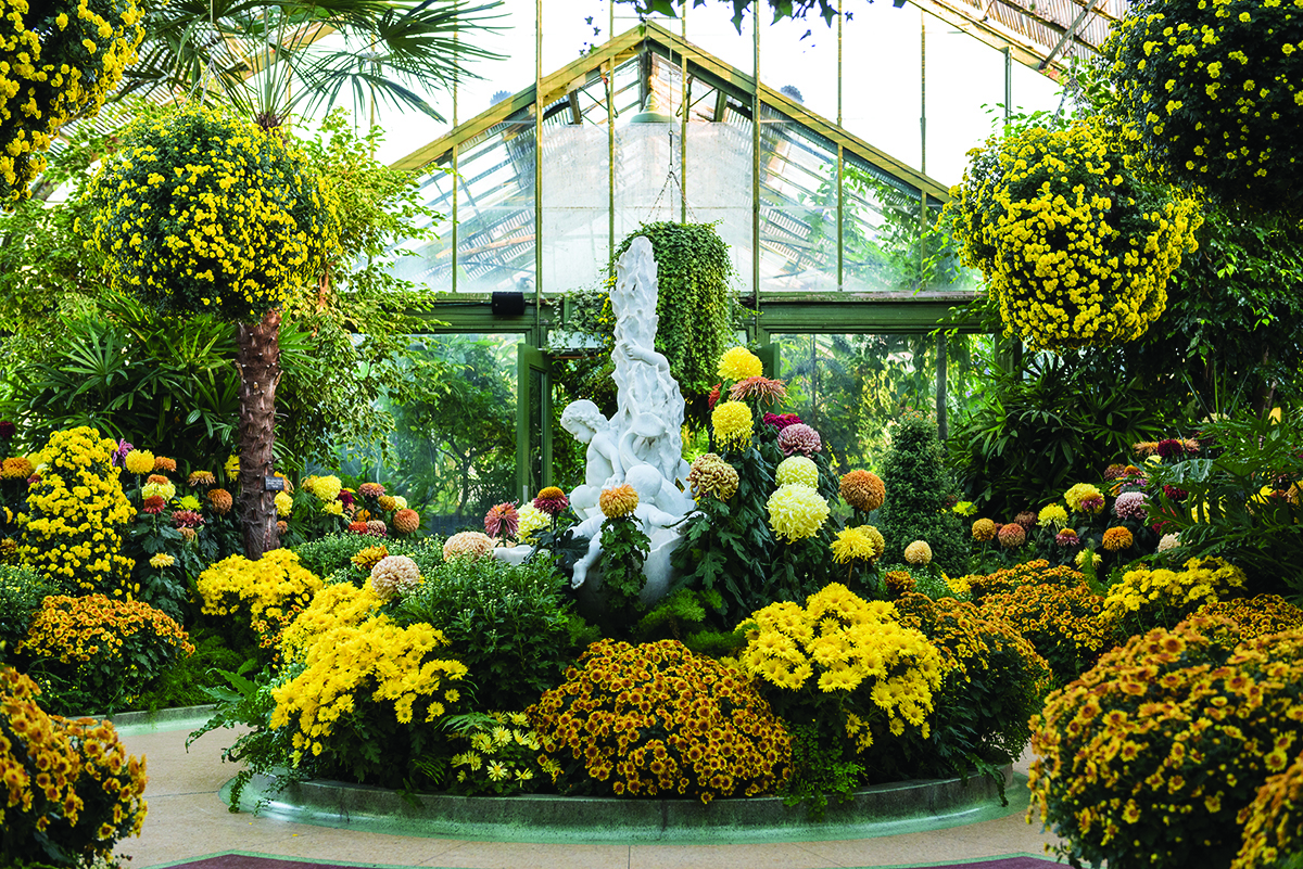 Floral Showhouse Chrysanthemum Show