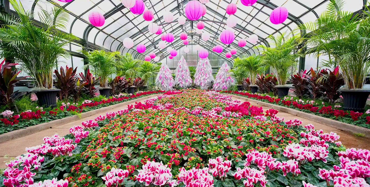 Cyclamen Display at the Floral Showhouse