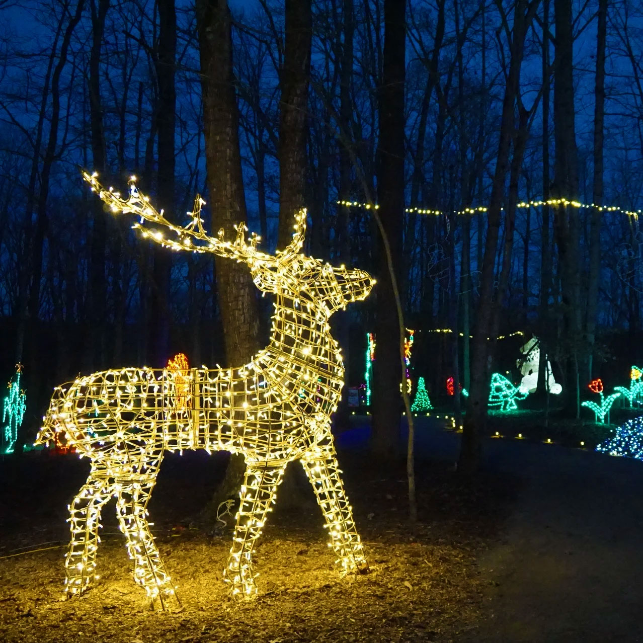 Safari Niagara Lights