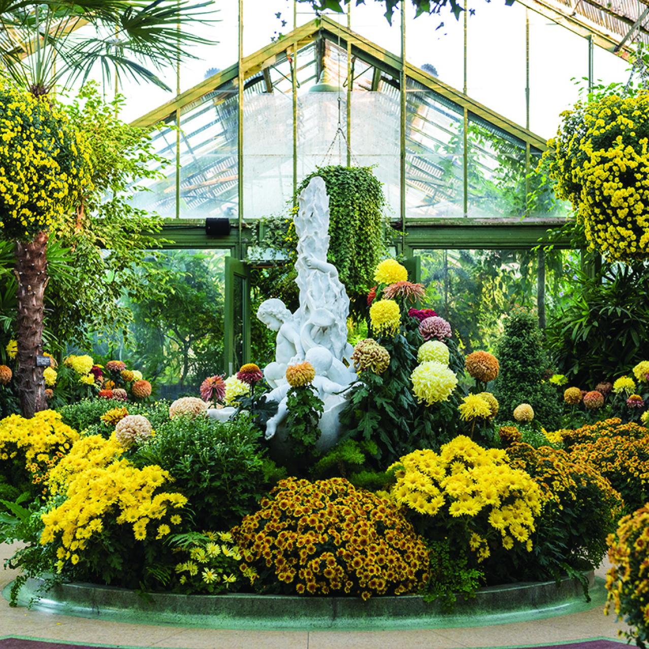 Floral Showhouse Chrysanthemum Show