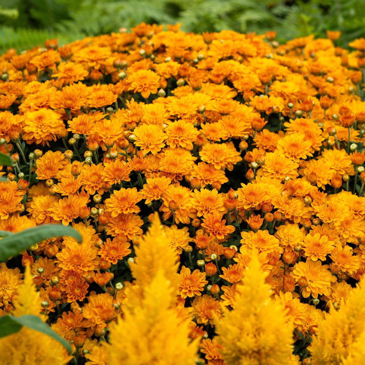 Annual Chrysanthemum Show